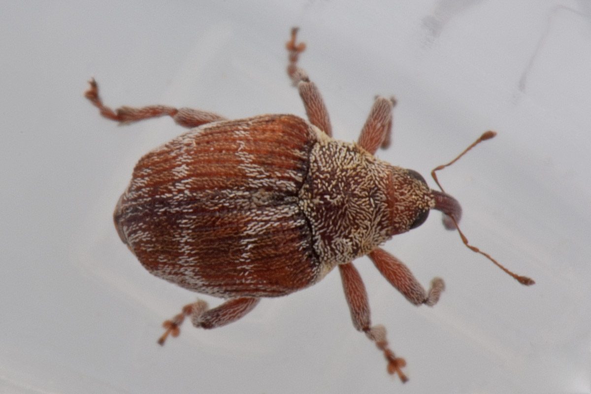 Curculionidae: Coeliodes sp?  S, Coeliodes transversealbofasciatus